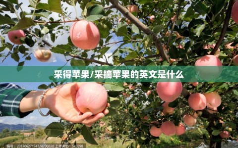 采得苹果/采摘苹果的英文是什么