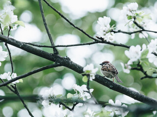 开挂辅助工具“小唐家乐园辅助器”开挂详细教程