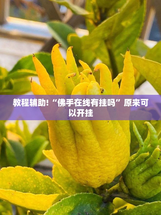 教程辅助!“佛手在线有挂吗”原来可以开挂