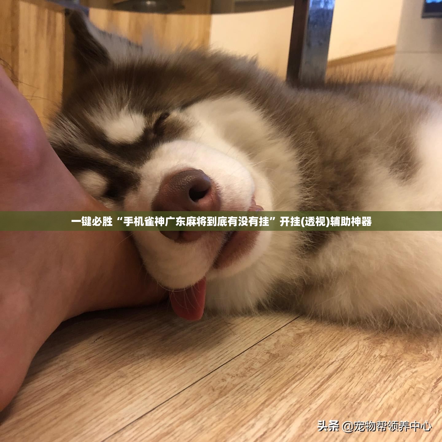 一键必胜“手机雀神广东麻将到底有没有挂”开挂(透视)辅助神器