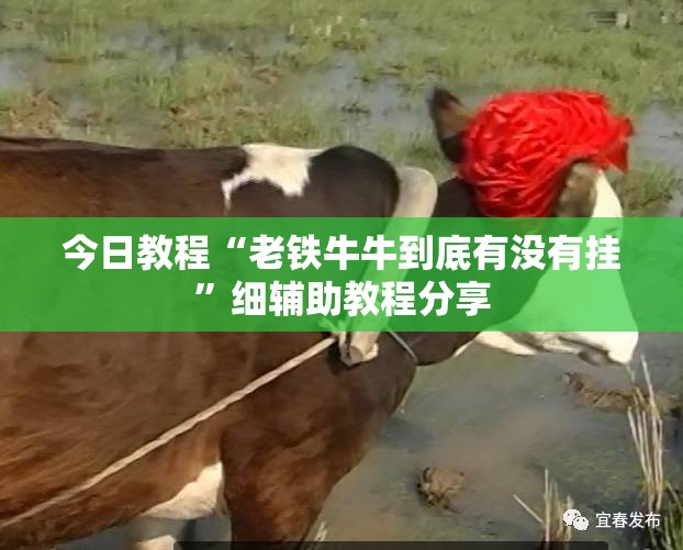 今日教程“老铁牛牛到底有没有挂	”细辅助教程分享